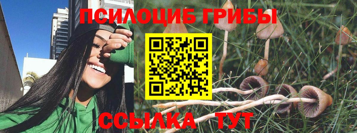 Галлюциногенные грибы Psilocybe Тавда